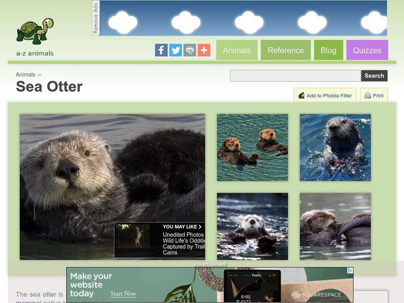 A Z Animals: Animal Facts: Sea Otter (Enhydra Lutris) Handout A Z Animals: Animal Facts: Sea Otter (Enhydra Lutris) Handout