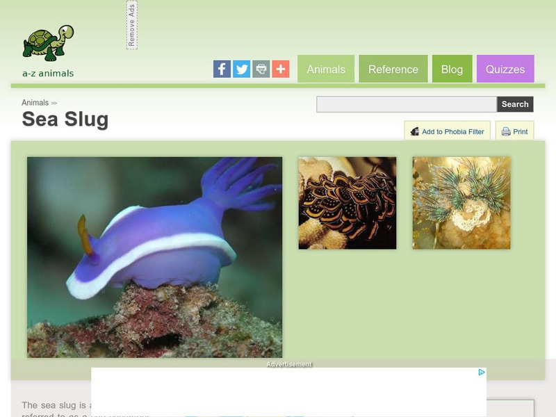 A Z Animals: Animal Facts: Sea Slug (Holothuroidea) Handout