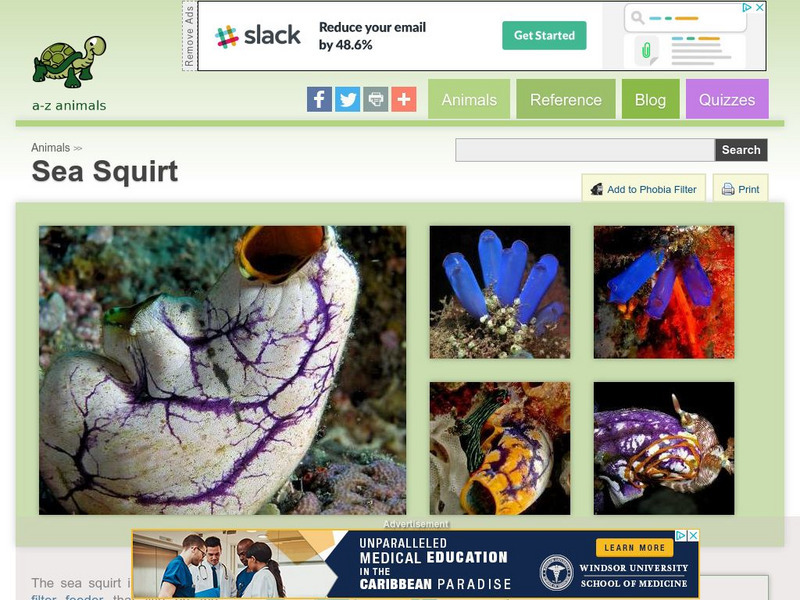 A Z Animals: Animal Facts: Sea Squirt (Urochordata) Handout