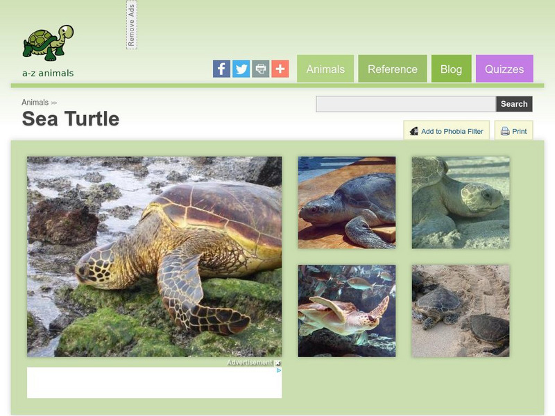 A Z Animals: Animal Facts: Sea Turtle (Chelonioidea) Handout A Z Animals: Animal Facts: Sea Turtle (Chelonioidea) Handout
