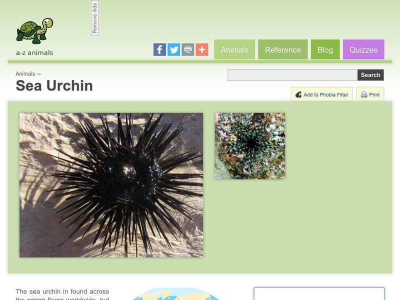 A Z Animals: Animal Facts: Sea Urchin (Echinoidea) Handout A Z Animals: Animal Facts: Sea Urchin (Echinoidea) Handout