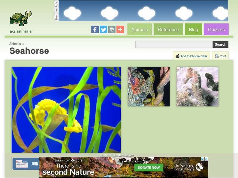 A Z Animals: Animal Facts: Seahorse (Hippocampus) Handout A Z Animals: Animal Facts: Seahorse (Hippocampus) Handout