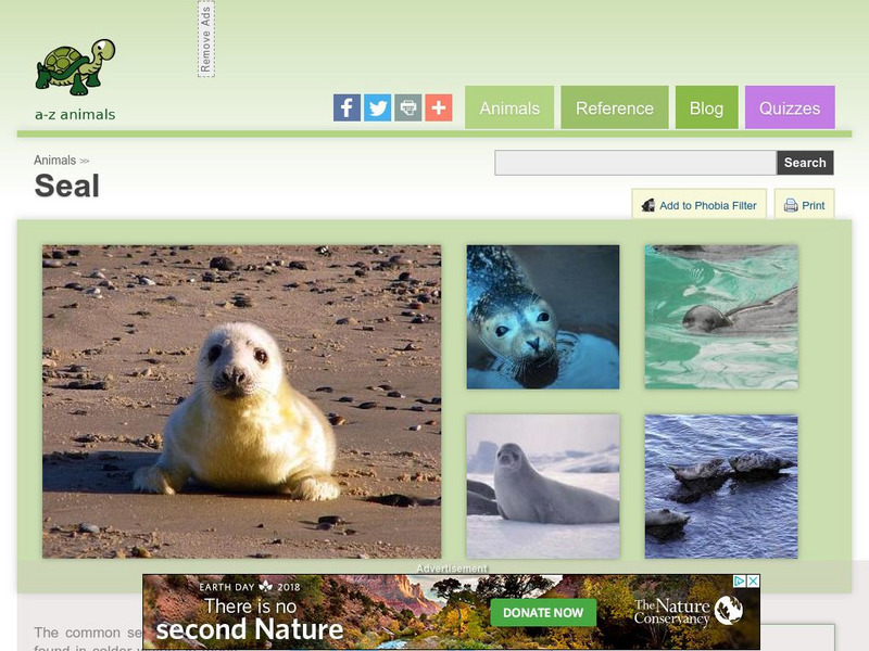A Z Animals: Animal Facts: Seal (Phoca Vitulina) Handout