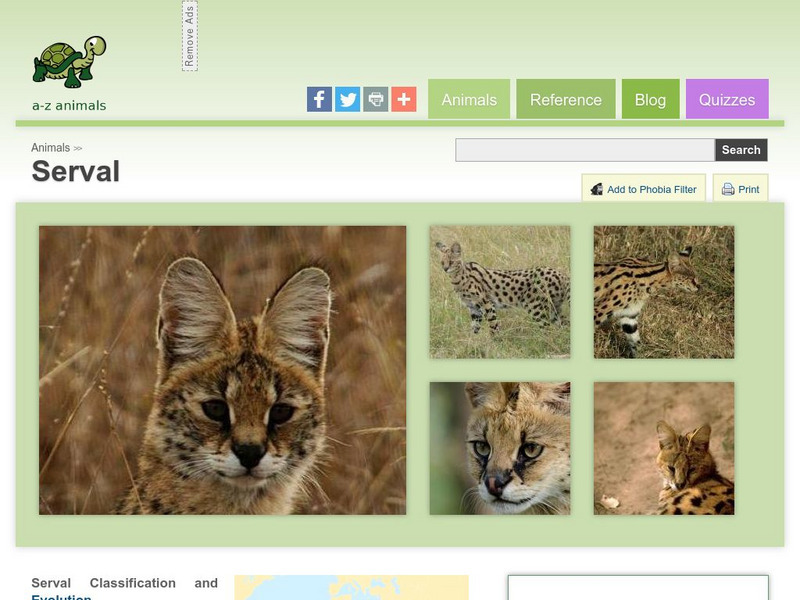 A Z Animals: Animal Facts: Serval (Leptailurus Serval) Handout A Z Animals: Animal Facts: Serval (Leptailurus Serval) Handout