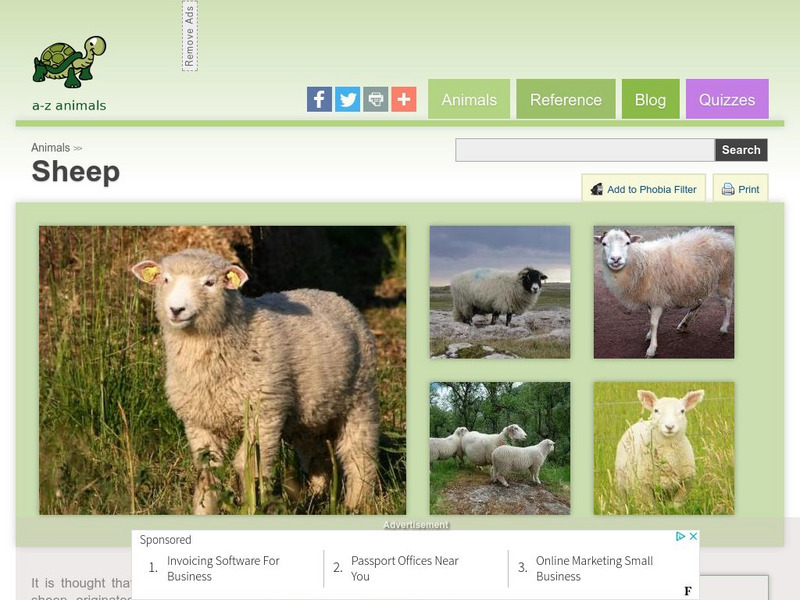 A Z Animals: Animal Facts: Sheep (Ovis Aries) Handout