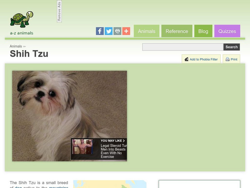 A Z Animals: Animal Facts: Shih Tzu Handout A Z Animals: Animal Facts: Shih Tzu Handout