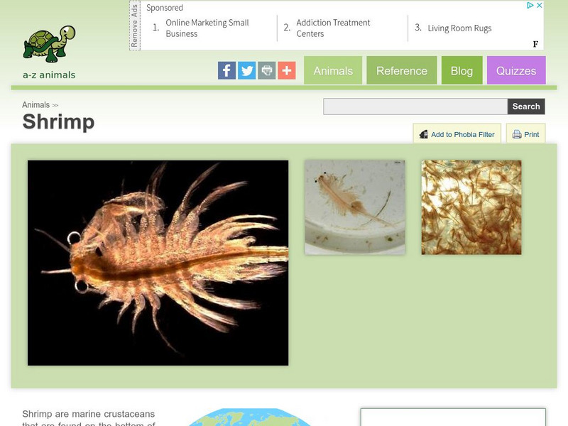 A Z Animals: Animal Facts: Shrimp (Caridea) Handout A Z Animals: Animal Facts: Shrimp (Caridea) Handout
