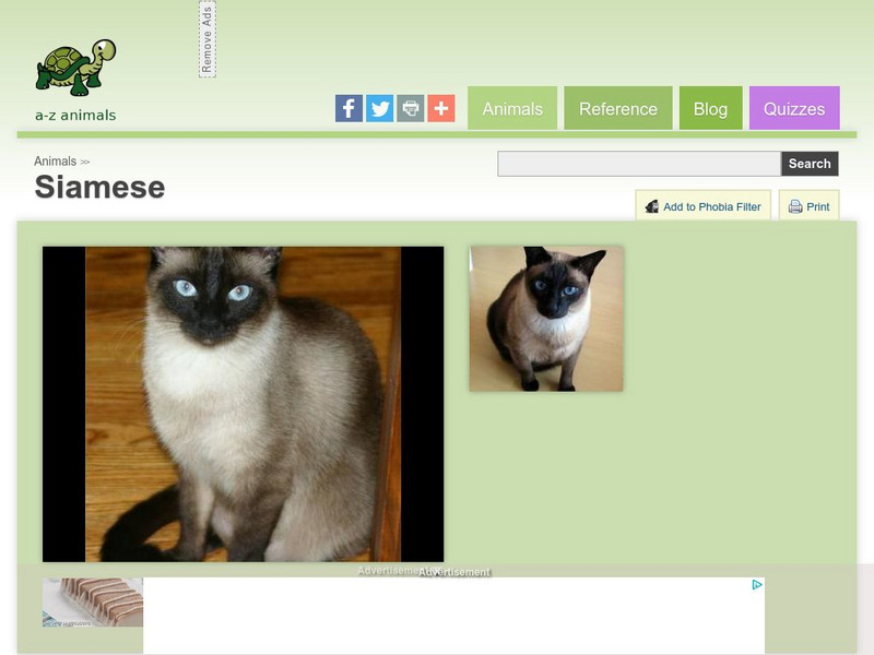 A Z Animals: Animal Facts: Siamese Handout A Z Animals: Animal Facts: Siamese Handout