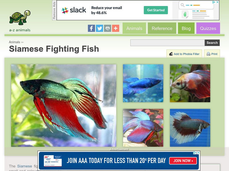 A Z Animals: Animal Facts: Siamese Fighting Fish (Betta Splendens) Handout A Z Animals: Animal Facts: Siamese Fighting Fish (Betta Splendens) Handout