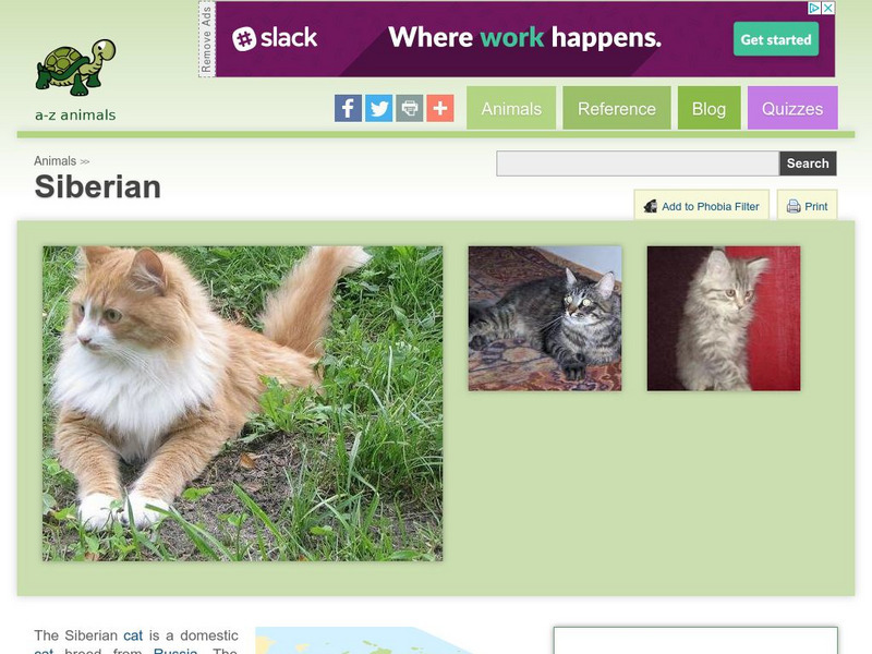 A Z Animals: Animal Facts: Siberian Handout A Z Animals: Animal Facts: Siberian Handout