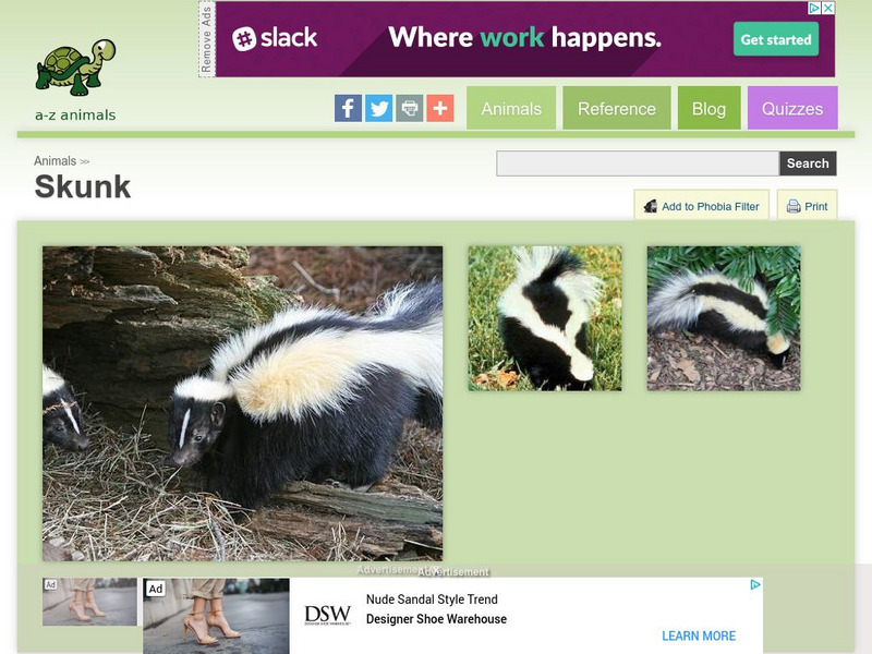 A Z Animals: Animal Facts: Skunk (Mephitis Mephitis) Handout