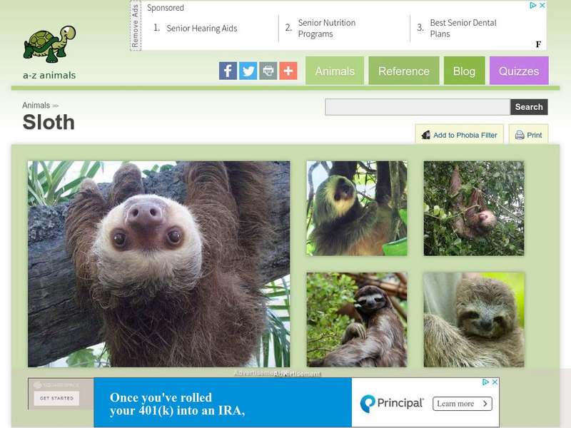 A Z Animals: Animal Facts: Sloth (Choloepus Hoffmani) Handout A Z Animals: Animal Facts: Sloth (Choloepus Hoffmani) Handout