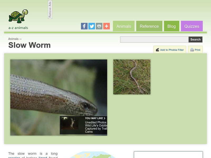 A Z Animals: Animal Facts: Slow Worm (Anguis Fragilis) Handout A Z Animals: Animal Facts: Slow Worm (Anguis Fragilis) Handout