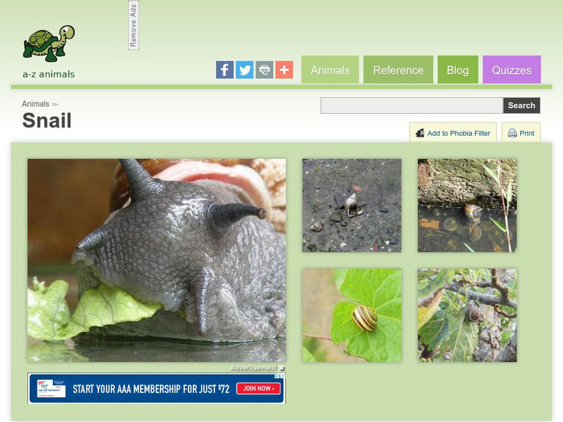 A Z Animals: Animal Facts: Snail (Achatinoidea ) Handout A Z Animals: Animal Facts: Snail (Achatinoidea ) Handout