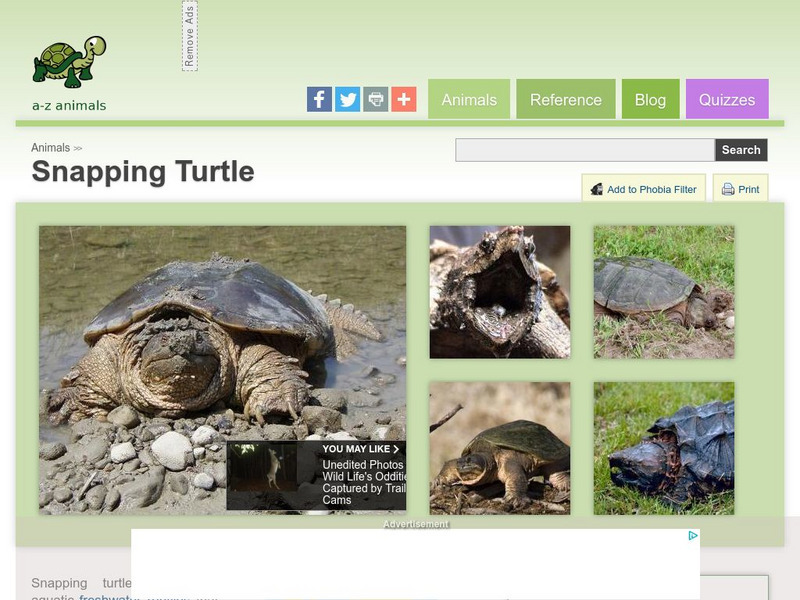A Z Animals: Animal Facts: Snapping Turtle (Chelydridae) Handout A Z Animals: Animal Facts: Snapping Turtle (Chelydridae) Handout