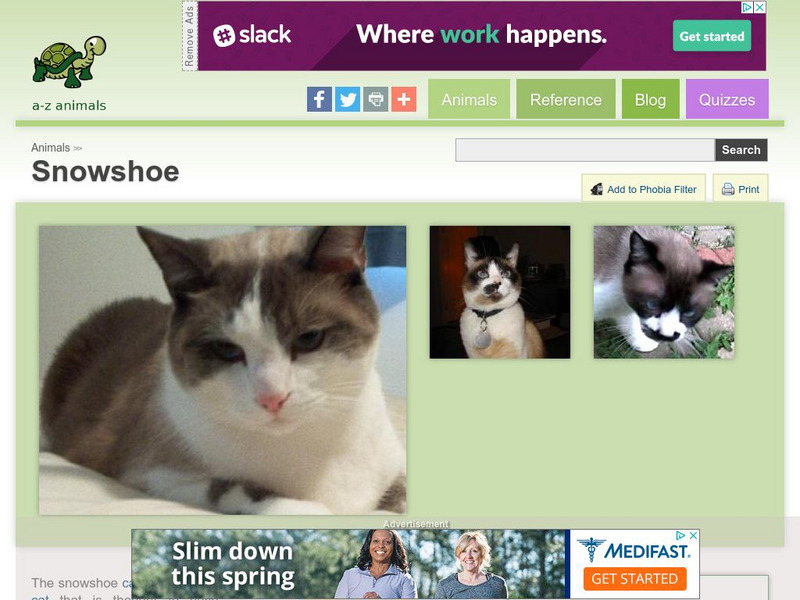 A Z Animals: Animal Facts: Snowshoe Handout A Z Animals: Animal Facts: Snowshoe Handout