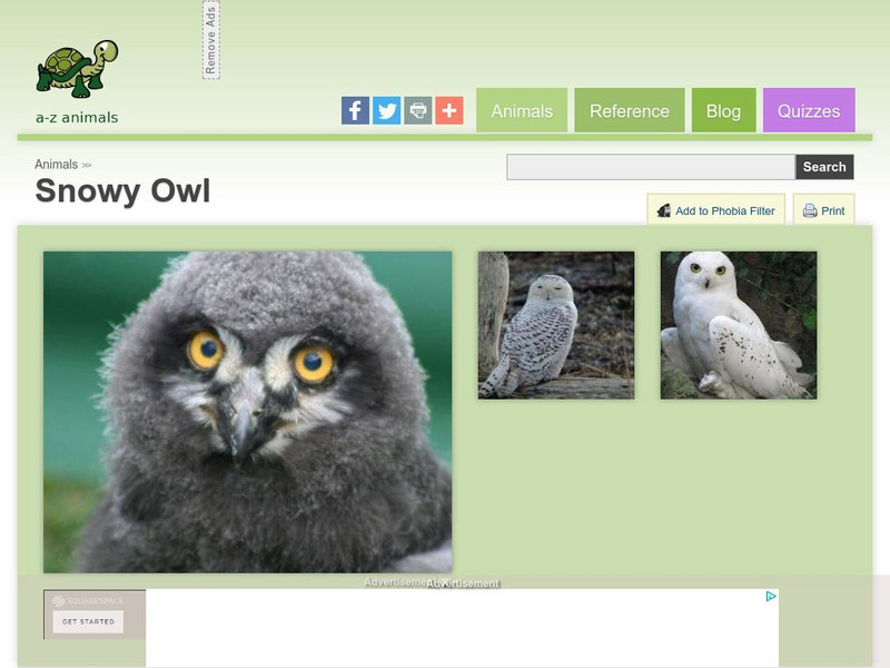 A Z Animals: Animal Facts: Snowy Owl (Bubo Scandiacus) Handout