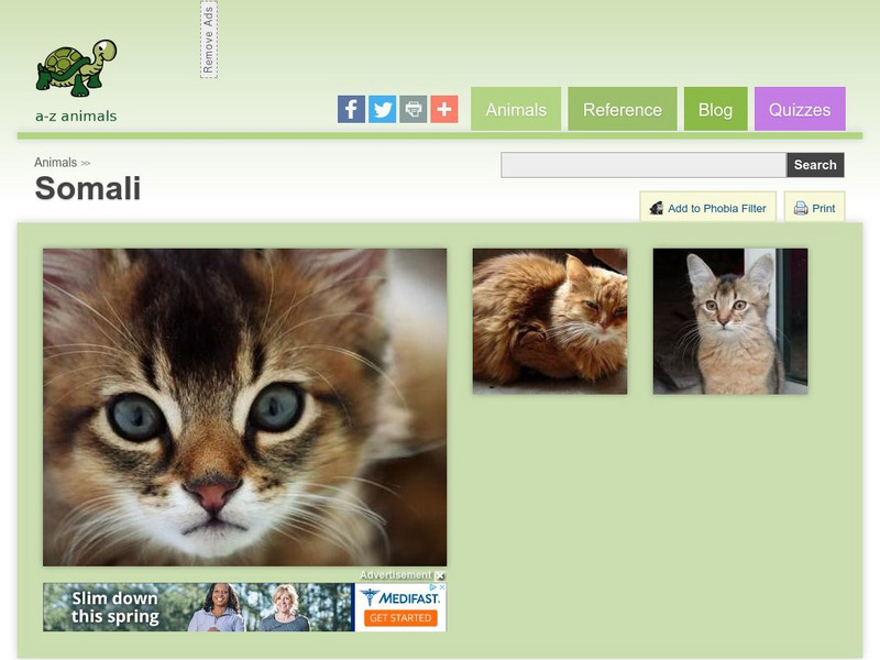 A Z Animals: Animal Facts: Somali Handout