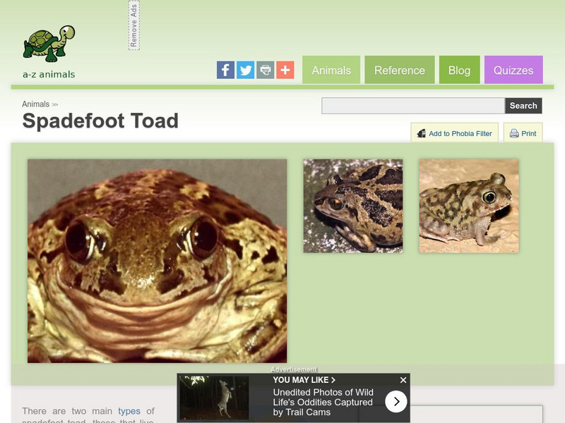 A Z Animals: Animal Facts: Spadefoot Toad (Mesobatrachia) Handout