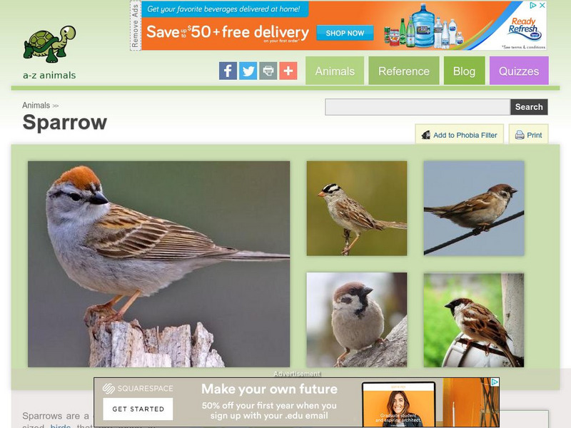 A Z Animals: Animal Facts: Sparrow (Passeridae) Handout A Z Animals: Animal Facts: Sparrow (Passeridae) Handout