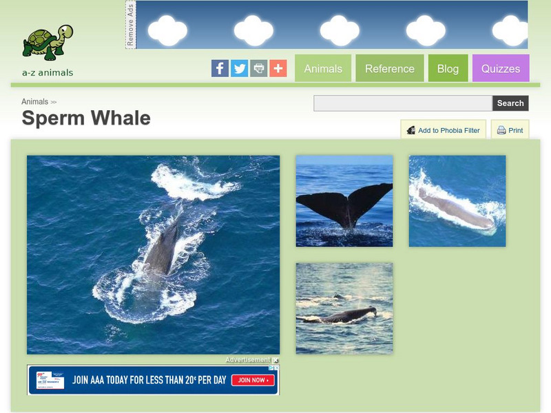 A Z Animals: Animal Facts: Sperm Whale (Physeter Macrocephalus) Handout A Z Animals: Animal Facts: Sperm Whale (Physeter Macrocephalus) Handout