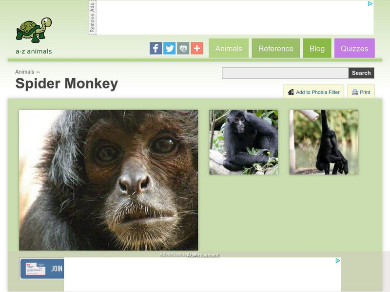 A Z Animals: Animal Facts: Spider Monkey (Simia Paniscus) Handout A Z Animals: Animal Facts: Spider Monkey (Simia Paniscus) Handout