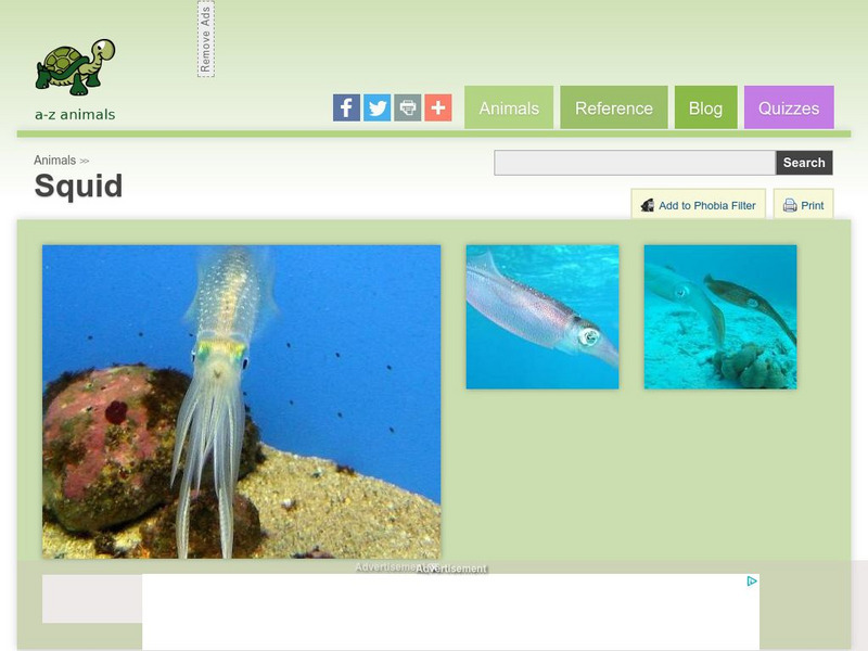 A Z Animals: Animal Facts: Squid (Teuthida ) Handout A Z Animals: Animal Facts: Squid (Teuthida ) Handout