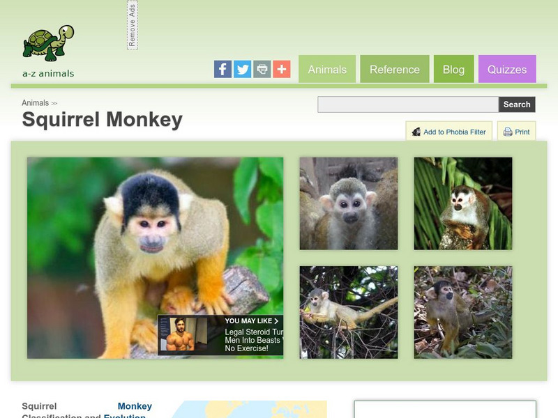 A Z Animals: Animal Facts: Squirrel Monkey (Saimiri) Handout A Z Animals: Animal Facts: Squirrel Monkey (Saimiri) Handout
