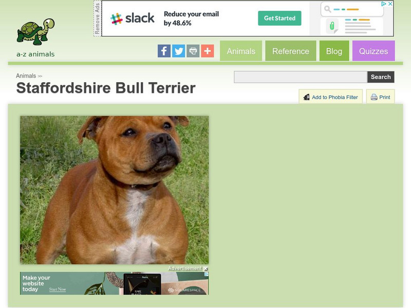 A Z Animals: Animal Facts: Staffordshire Bull Terrier Handout A Z Animals: Animal Facts: Staffordshire Bull Terrier Handout
