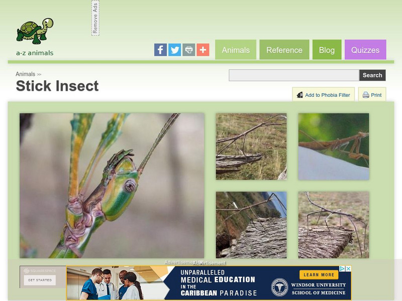 A Z Animals: Animal Facts: Stick Insect (Phasmatodea) Handout A Z Animals: Animal Facts: Stick Insect (Phasmatodea) Handout