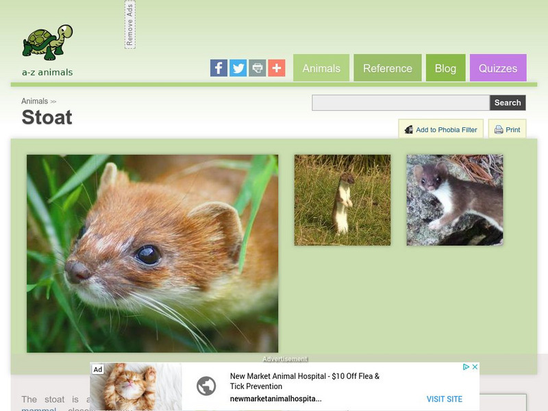 A Z Animals: Animal Facts: Stoat (Mustela Erminea) Handout A Z Animals: Animal Facts: Stoat (Mustela Erminea) Handout
