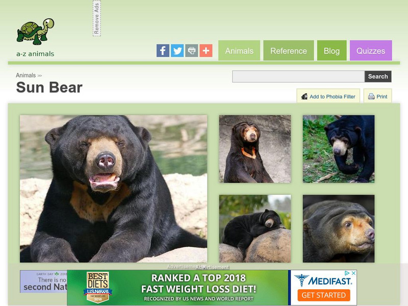A Z Animals: Animal Facts: Sun Bear (Helarctos Malayanus) Handout A Z Animals: Animal Facts: Sun Bear (Helarctos Malayanus) Handout