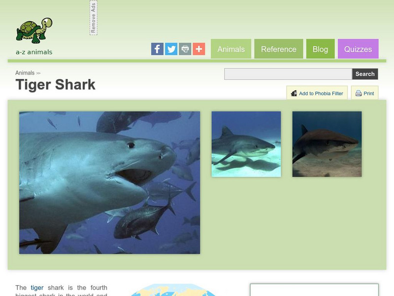 A Z Animals: Animal Facts: Tiger Shark (Galeocerdo Cuvier) Handout A Z Animals: Animal Facts: Tiger Shark (Galeocerdo Cuvier) Handout