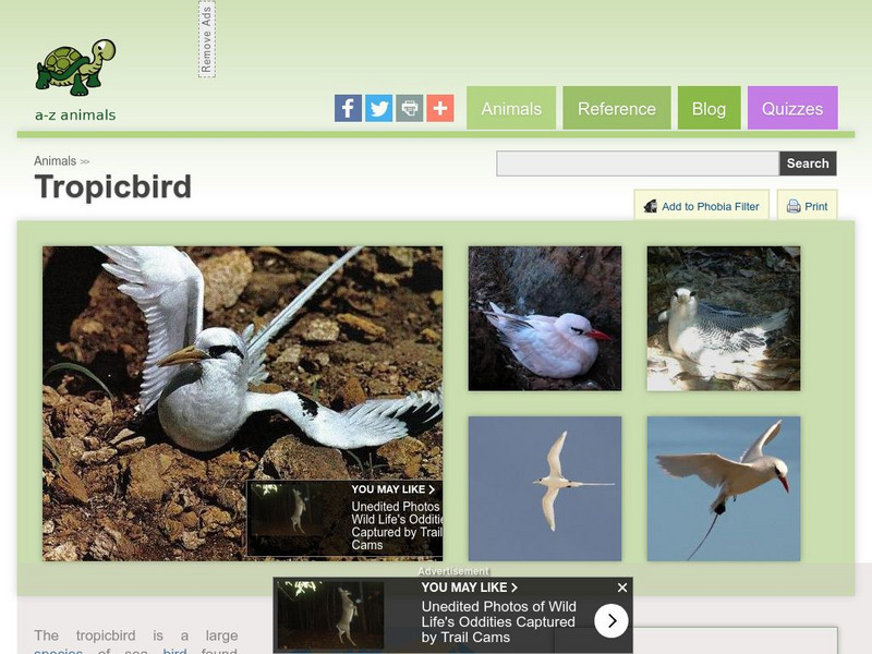 A Z Animals: Animal Facts: Tropicbird (Phaethon) Handout A Z Animals: Animal Facts: Tropicbird (Phaethon) Handout