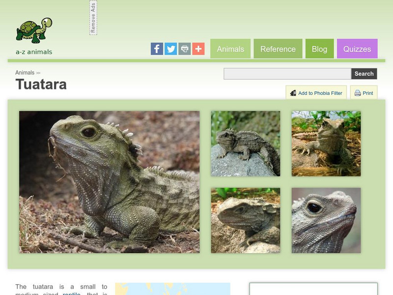 A Z Animals: Animal Facts: Tuatara (Sphenodon Punctatus) Handout A Z Animals: Animal Facts: Tuatara (Sphenodon Punctatus) Handout