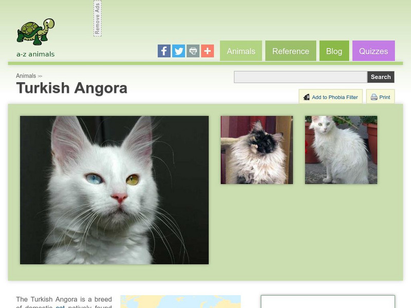 A Z Animals: Animal Facts: Turkish Angora Handout A Z Animals: Animal Facts: Turkish Angora Handout