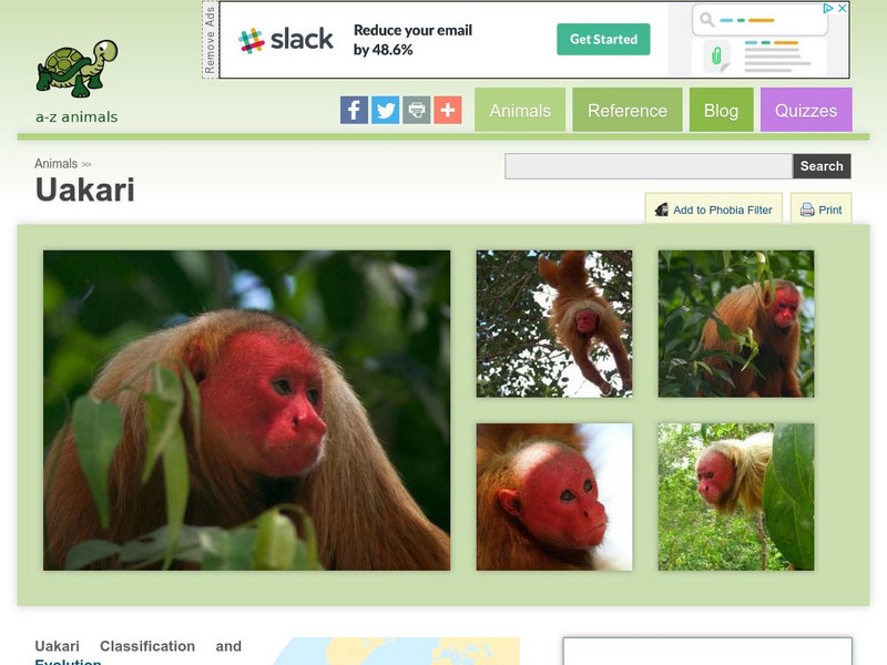 A Z Animals: Animal Facts: Uakari (Cacajao) Handout A Z Animals: Animal Facts: Uakari (Cacajao) Handout