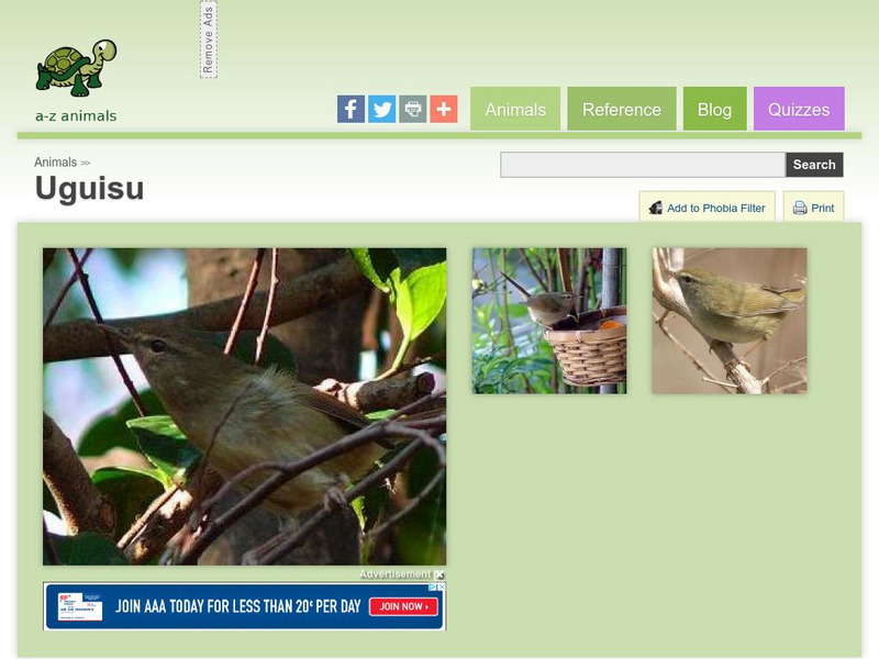 A Z Animals: Animal Facts: Uguisu (Cettia Diphone) Handout A Z Animals: Animal Facts: Uguisu (Cettia Diphone) Handout