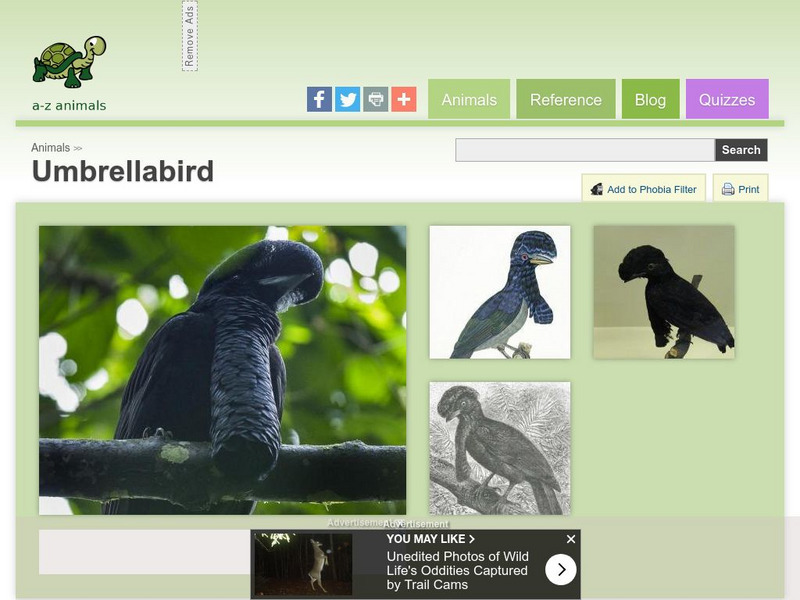 A Z Animals: Animal Facts: Umbrellabird (Cephalopterus) Handout A Z Animals: Animal Facts: Umbrellabird (Cephalopterus) Handout