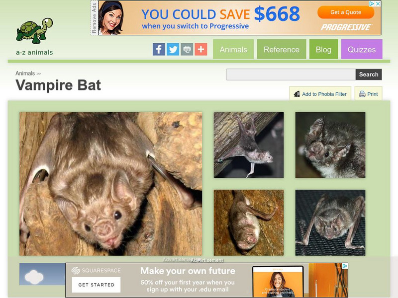 A Z Animals: Animal Facts: Vampire Bat (Desmodontinae) Handout A Z Animals: Animal Facts: Vampire Bat (Desmodontinae) Handout