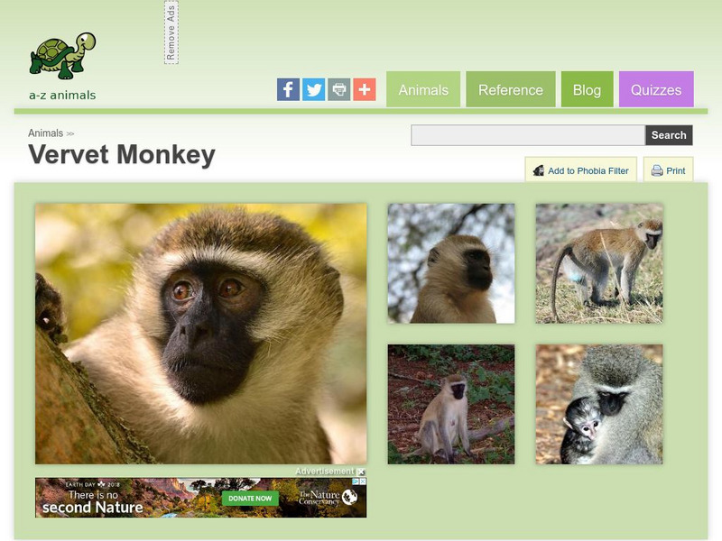 A Z Animals: Animal Facts: Vervet Monkey (Chlorocebus Pygerythrus) Handout A Z Animals: Animal Facts: Vervet Monkey (Chlorocebus Pygerythrus) Handout