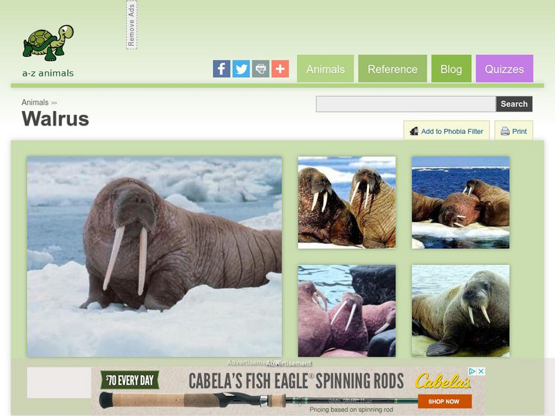 A Z Animals: Animal Facts: Walrus (Odobenus Rosmarus) Handout A Z Animals: Animal Facts: Walrus (Odobenus Rosmarus) Handout