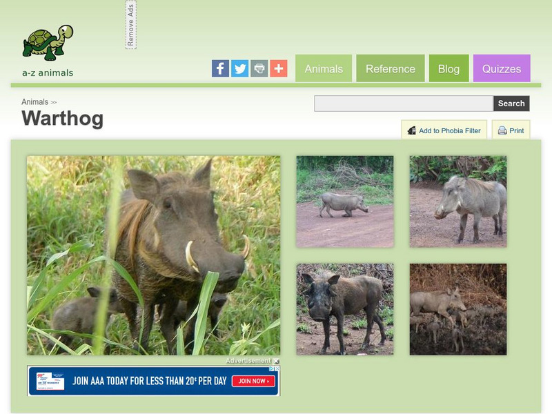 A Z Animals: Animal Facts: Warthog (Phacochoerus Africanus) Handout A Z Animals: Animal Facts: Warthog (Phacochoerus Africanus) Handout