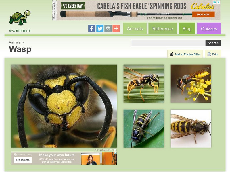 A Z Animals: Animal Facts: Wasp (Hymenoptera) Handout A Z Animals: Animal Facts: Wasp (Hymenoptera) Handout