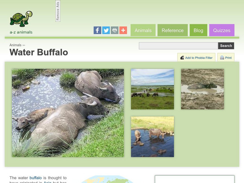 A Z Animals: Animal Facts: Water Buffalo (Bubalus Bubalis) Handout A Z Animals: Animal Facts: Water Buffalo (Bubalus Bubalis) Handout