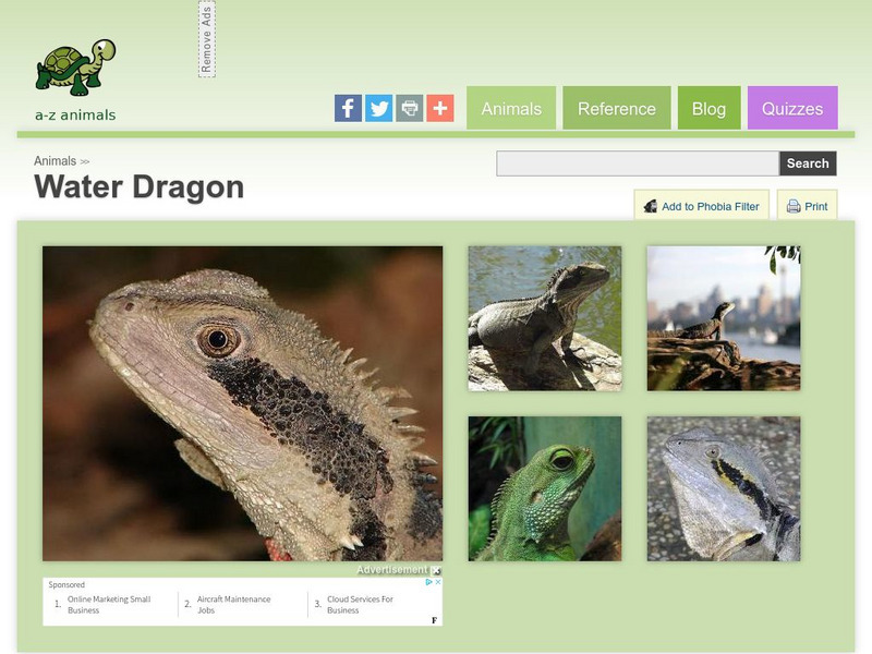 A Z Animals: Animal Facts: Water Dragon (Physignathus) Handout A Z Animals: Animal Facts: Water Dragon (Physignathus) Handout