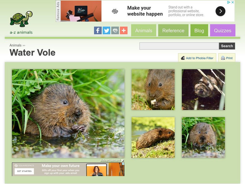 A Z Animals: Animal Facts: Water Vole (Arvicola Amphibius) Handout A Z Animals: Animal Facts: Water Vole (Arvicola Amphibius) Handout