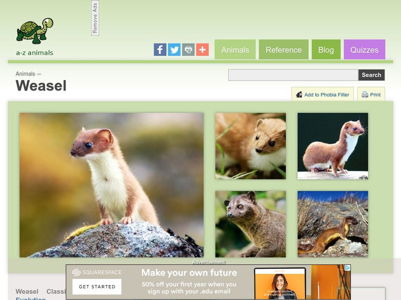 A Z Animals: Animal Facts: Weasel (Mustela Nivalis) Handout A Z Animals: Animal Facts: Weasel (Mustela Nivalis) Handout