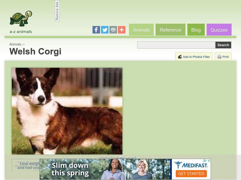 A Z Animals: Animal Facts: Welsh Corgi Handout A Z Animals: Animal Facts: Welsh Corgi Handout