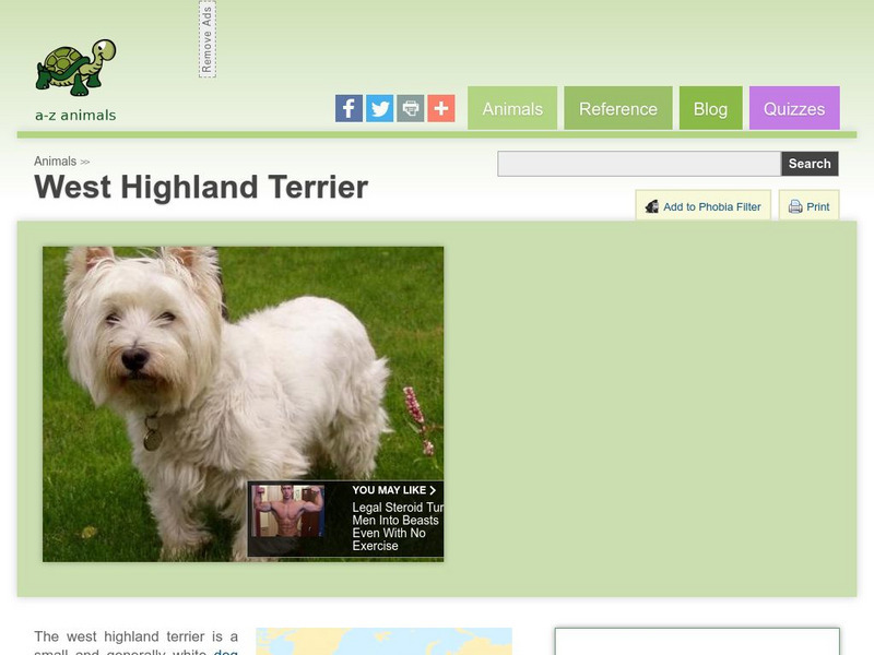 A Z Animals: Animal Facts: West Highland Terrier Handout A Z Animals: Animal Facts: West Highland Terrier Handout